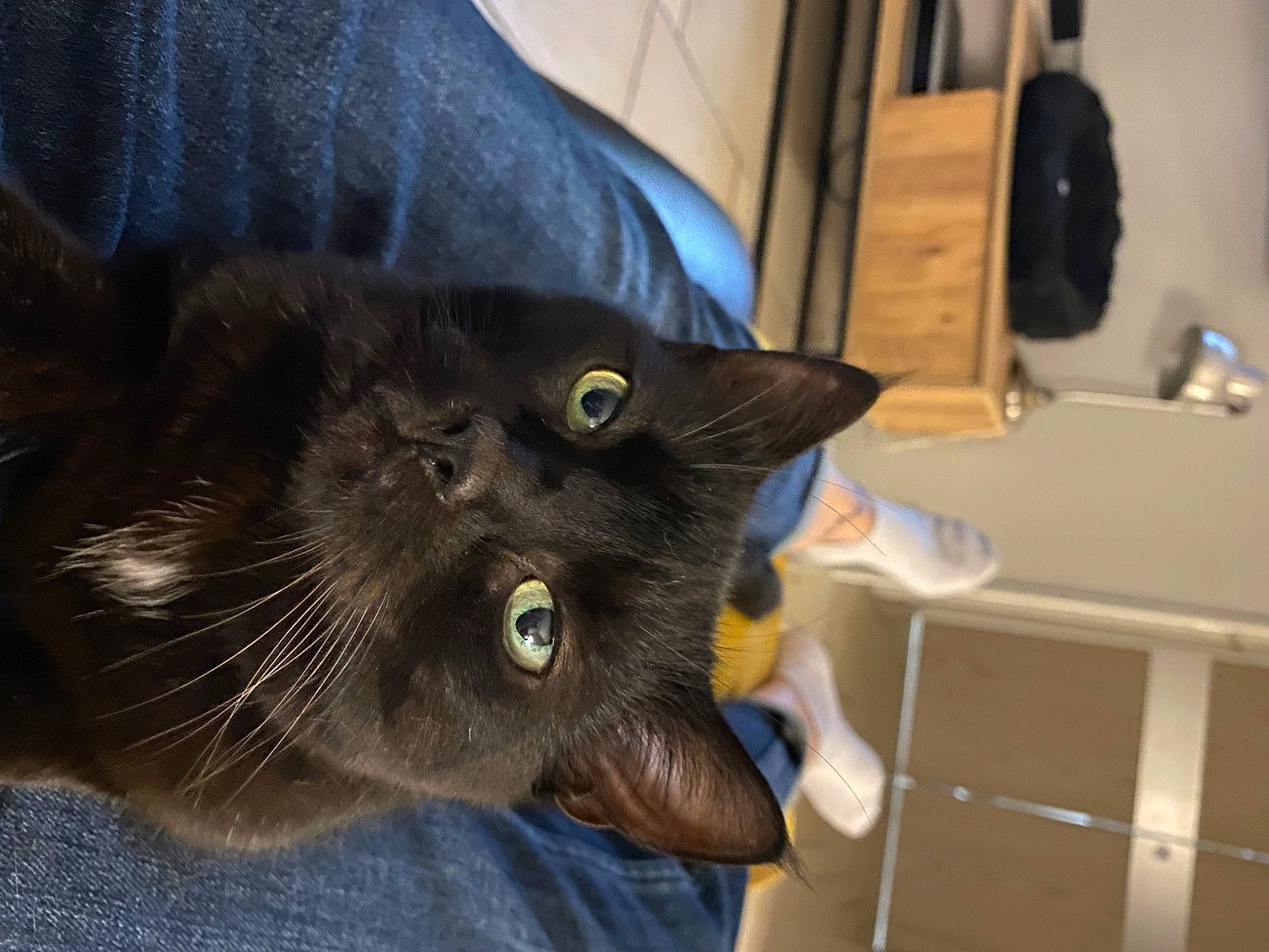 Minuit participe au concours pour gagner de l'argent avec cette photo : black_cat, carnivore, cat, claw, comfort, desk, domestic_short_haired_cat, ear, electric_blue, felidae, fur, small_to_medium_sized_cats, snout, tail, whiskers