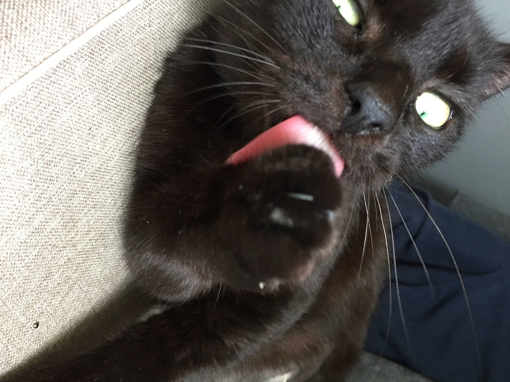 Minuit a rejoint le concours — aidez-le/la à gagner de superbes lots ! beard, black_cat, bombay, carnivore, cat, claw, domestic_short_haired_cat, ear, eyelash, fang, felidae, fur, gesture, paw, small_to_medium_sized_cats, tooth, whiskers, yawn