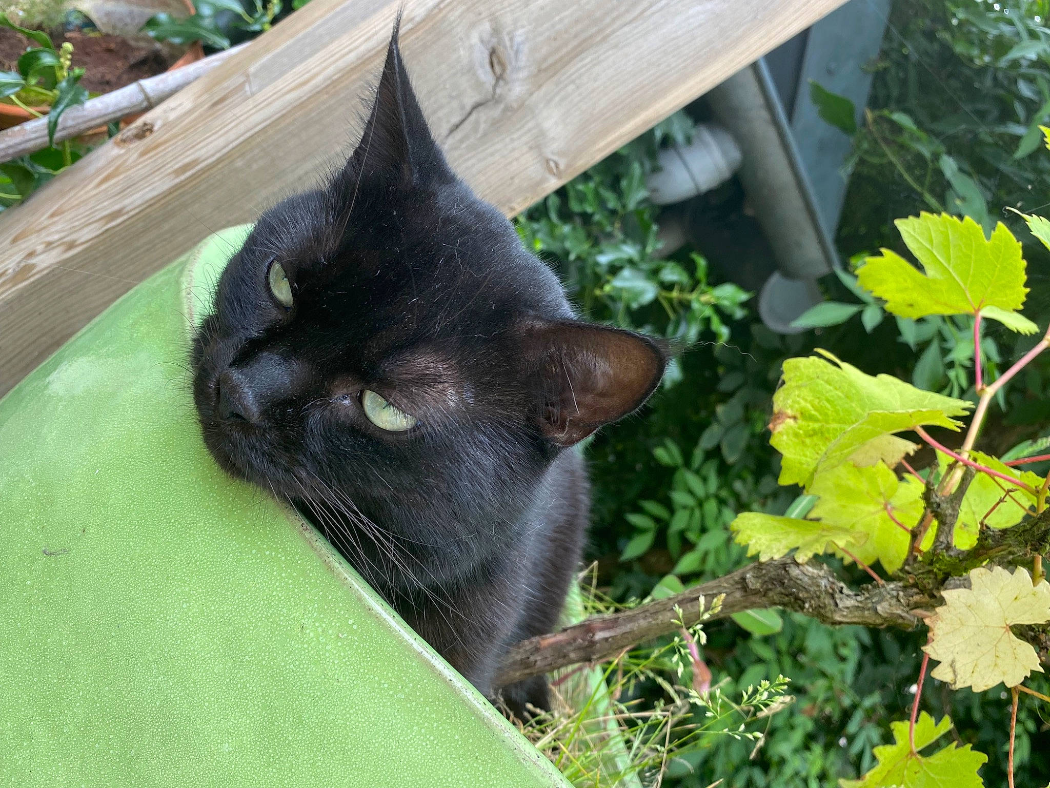 Minuit participe au concours pour gagner de l'argent avec cette photo : annual_plant, black_cat, bombay, canidae, carnivore, cat, domestic_short_haired_cat, felidae, fur, garden, grass, groundcover, havana_brown, herb, plant, small_to_medium_sized_cats, tail, terrestrial_animal, whiskers