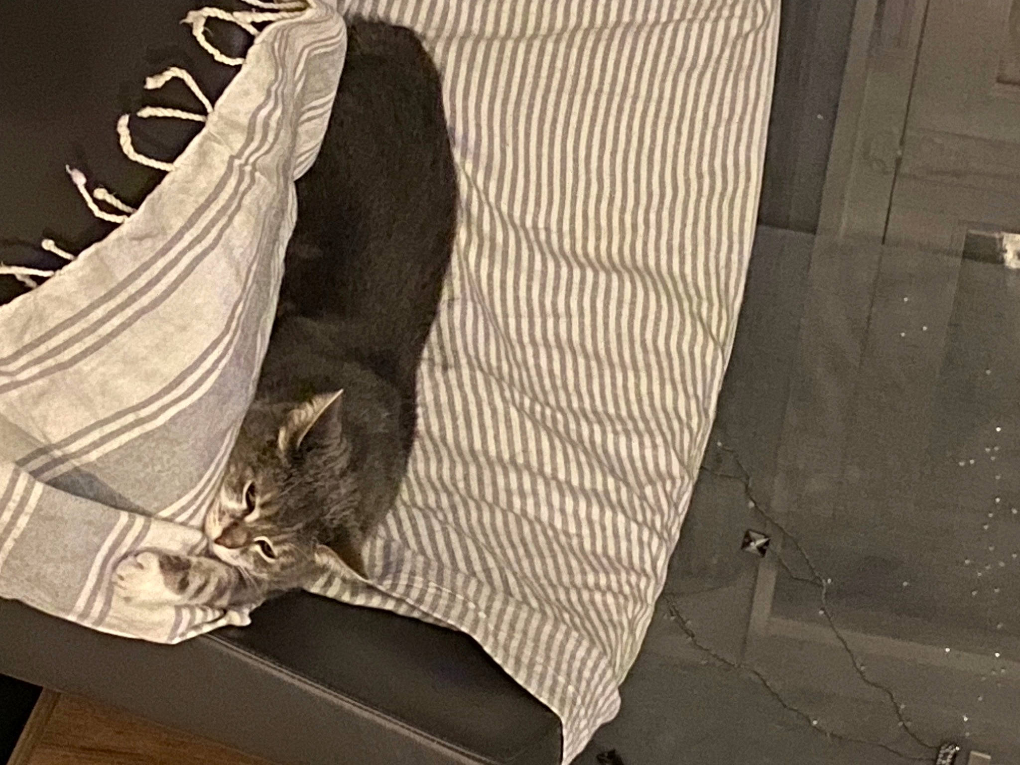 Dora a rejoint le concours — aidez-le/la à gagner de superbes lots ! baby_products, bag, chair, comfort, denim, fashion_accessory, foot, grey, human_leg, linens, monochrome, monochrome_photography, pattern, road_surface, shadow, sitting, sleeve, still_life_photography, tints_and_shades, wood