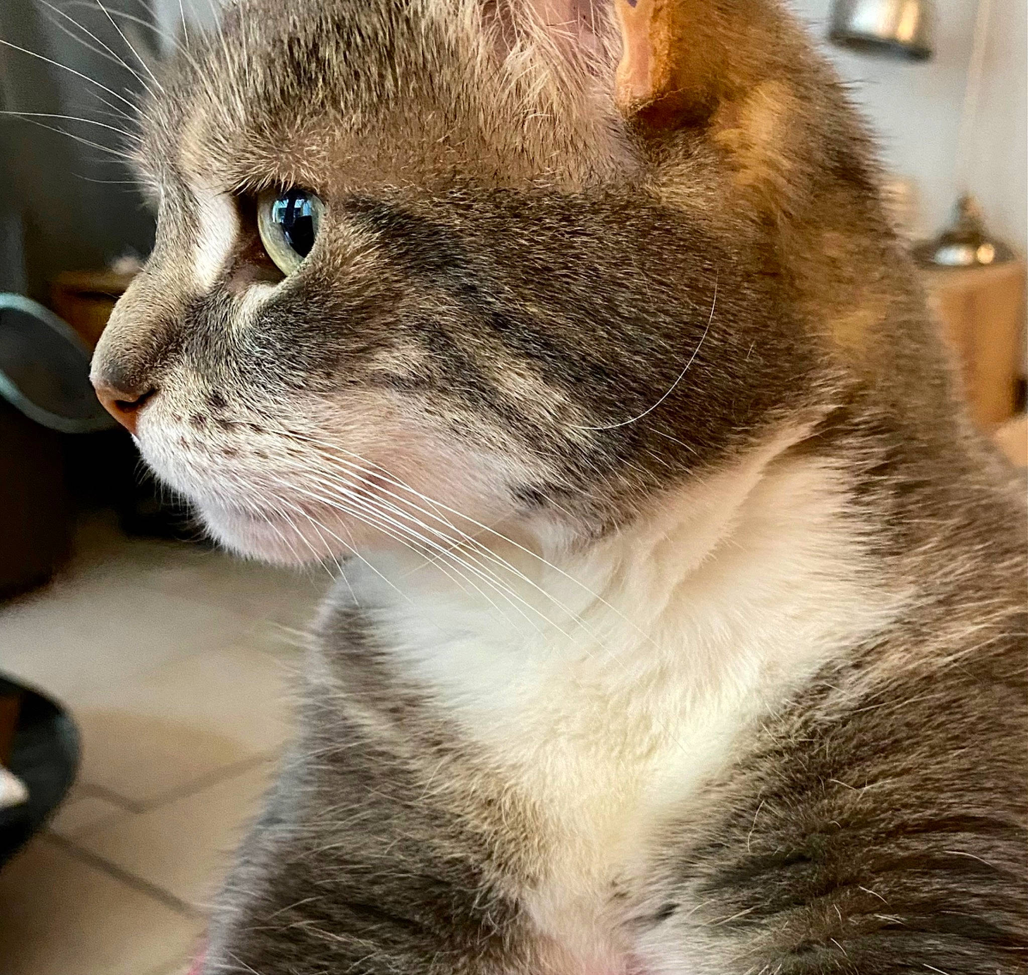 Dora a rejoint le concours — aidez-le/la à gagner de superbes lots ! carnivore, cat, domestic_short_haired_cat, felidae, fur, paw, small_to_medium_sized_cats, snout, terrestrial_animal, whiskers, window