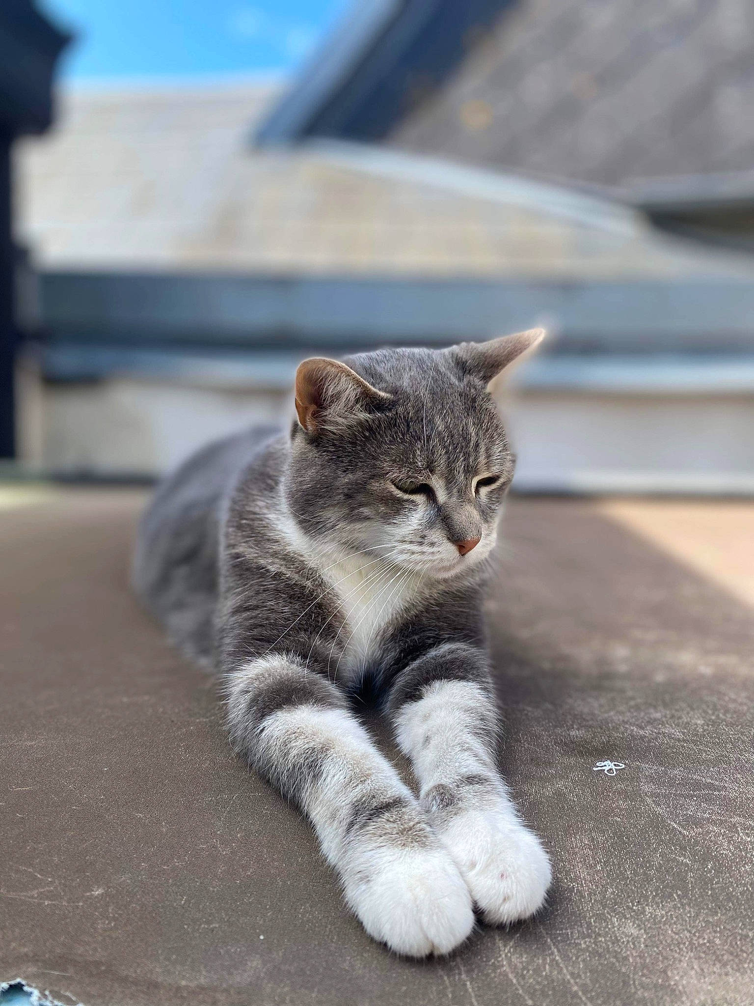 Dora a rejoint le concours — aidez-le/la à gagner de superbes lots ! asphalt, automotive_tire, carnivore, cat, claw, domestic_short_haired_cat, fawn, felidae, fur, grey, monochrome_photography, paw, road_surface, small_to_medium_sized_cats, snout, tail, terrestrial_animal, tree, whiskers, wildlife