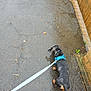 Rocket is registered to the contest to win money with this photo: animal, black_dog, blue_harness, canine, dog, fence, footpath, leash, leash_walk, outdoor, pavement, pet, rain, rainy_day, sidewalk, small_dog, urban, walking, weather, wet_pavement