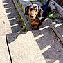 Rocket joined the competition — help win amazing prizes! animal, backyard, black, concrete, curious, dachshund, dog, fence, garden, grass, nature, outdoor, pet, playful, shadow, small_dog, sunlight, tan, tennis_ball, water_bowl