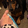 Rocket joined the competition — help win amazing prizes! dog, dachshund, pet, indoor, carpet, hand, pointing, collar, furry, animal, brown, black, closeup, paw, person, sleeve, pattern, texture, toy, curious