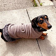 Rocket is registered to the contest to win money with this photo: dog, dachshund, pet, sweater, clothing, outdoor, sidewalk, concrete, grass, garden, stone, decoration, animal, brown, black, cute, looking_up, small_dog, fur, collar