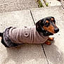 animal, black, brown, clothing, collar, concrete, cute, dachshund, decoration, dog, fur, garden, grass, looking_up, outdoor, pet, sidewalk, small_dog, stone, sweater