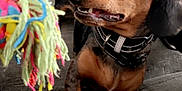 Rocket is registered to the contest to win money with this photo: dog, dachshund, pet, toy, rope_toy, couch, indoor, playful, brown, black, collar, animal, fur, paw, snout, ears, looking, home, cute, canine