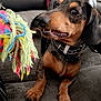 animal, black, brown, canine, collar, couch, cute, dachshund, dog, ears, fur, home, indoor, looking, paw, pet, playful, rope_toy, snout, toy