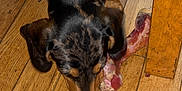 Rocket is registered to the contest to win money with this photo: animal, black, blue_harness, bone, brown, canine, chewing, close_up, dog, domestic_animal, floor, floorboards, fur, indoor, pet, puppy, sniffing, table_leg, wood, wooden_floor