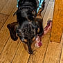 animal, black, blue_harness, bone, brown, canine, chewing, close_up, dog, domestic_animal, floor, floorboards, fur, indoor, pet, puppy, sniffing, table_leg, wood, wooden_floor