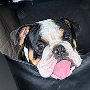 Gus is registered to the contest to win money with this photo: animal, black, brown, bulldog, car, car_interior, cute, dog, ears, face, fur, leather_seat, pet, puppy, seat_cover, tongue_out, transportation, travel, white, window