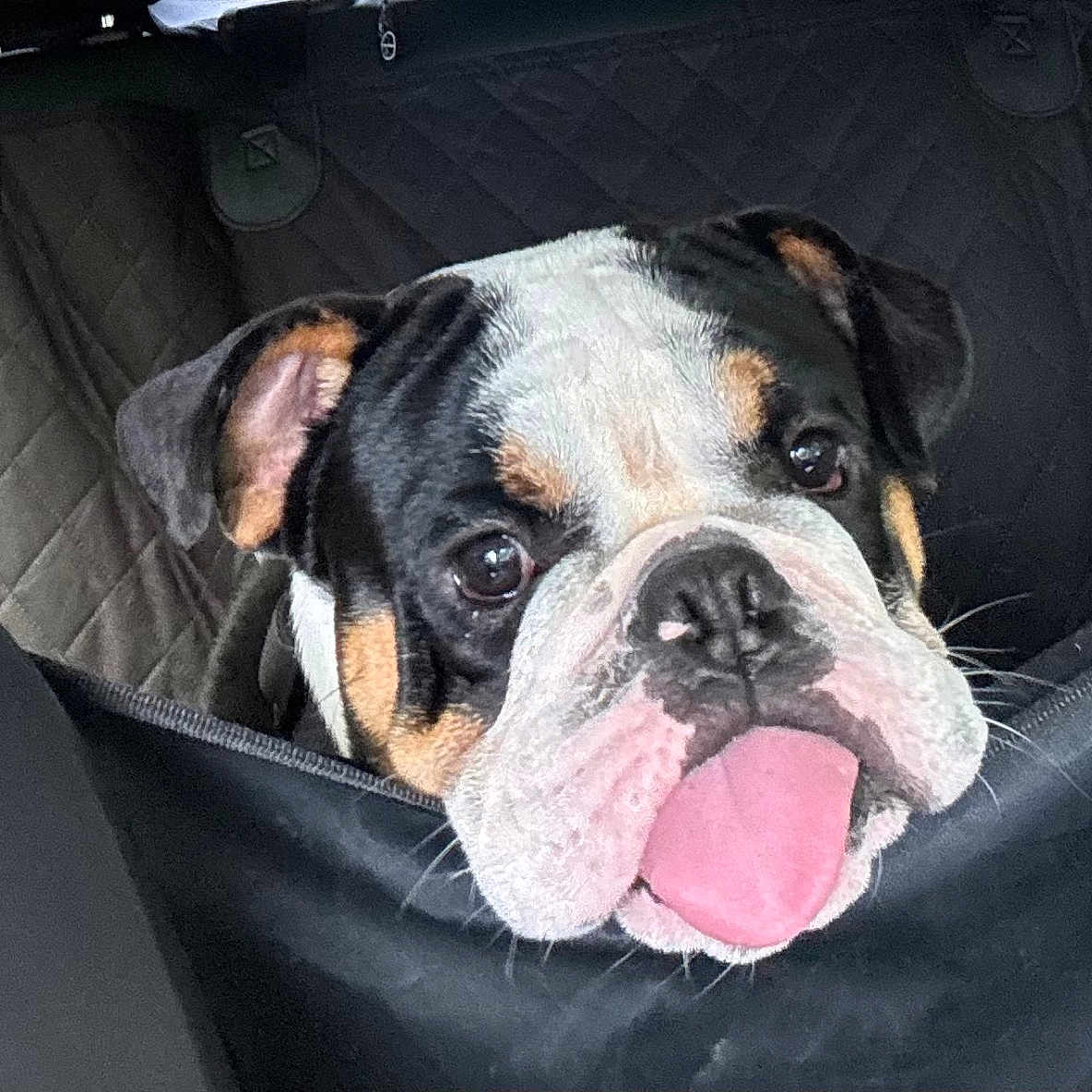 Gus