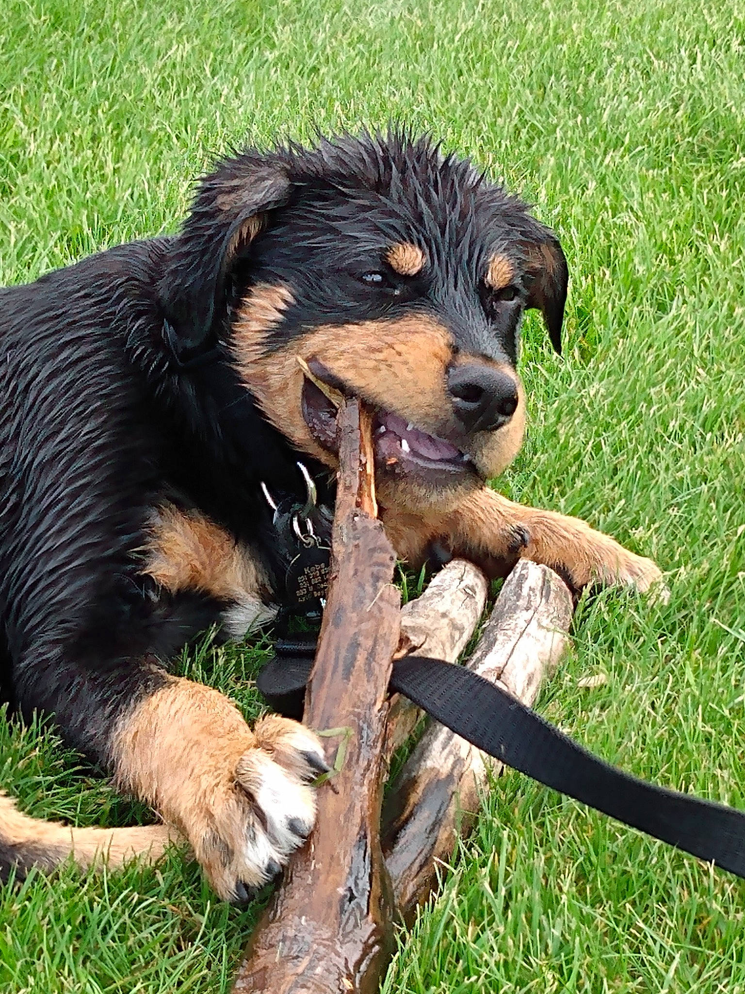 Kobe is registered to the contest to win money with this photo: canidae, carnivore, companion_dog, dog, dog_breed, english_shepherd, grass, guard_dog, hovawart, huntaway, mammal, puppy, rare_breed_dog, sporting_group, vertebrate