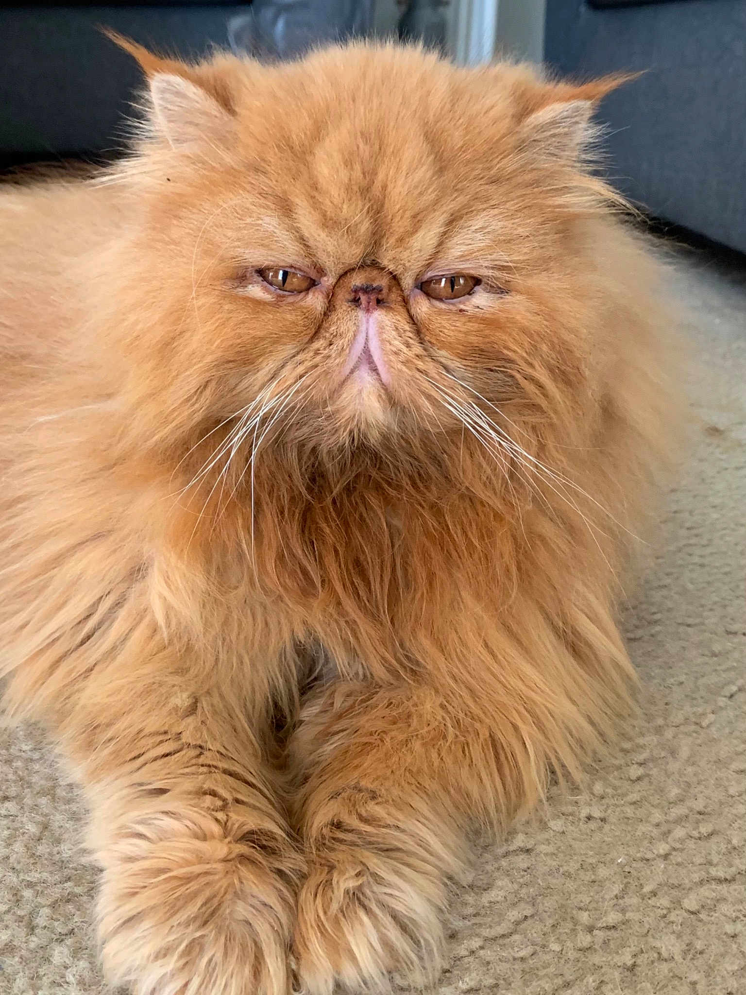 Gus