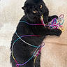 Sweet Pea joined the competition — help win amazing prizes! animal, black_cat, blanket, cat, closeup, colorful, couch, feline, fluffy, fur, indoors, lying_down, pet, playful, portrait, string, tangled, whiskers, yarn, yellow_eyes