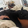 Sweet Pea is registered to the contest to win money with this photo: animals, arms, bed, bedding, bedroom, black_cats, cats, closeup, cozy, cuddling, dark_fur, feline, fluffy, home, indoors, person, pet, portrait, relaxed, sleepy