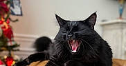 Sweet Pea joined the competition — help win amazing prizes! black_cat, cat, christmas_tree, close_up, couch, dramatic_expression, feline, fluffy, golden_couch, holiday, indoor, living_room, long_hair, open_mouth, ornaments, portrait, sitting, teeth, whiskers, yawning