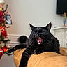 black_cat, cat, christmas_tree, close_up, couch, dramatic_expression, feline, fluffy, golden_couch, holiday, indoor, living_room, long_hair, open_mouth, ornaments, portrait, sitting, teeth, whiskers, yawning
