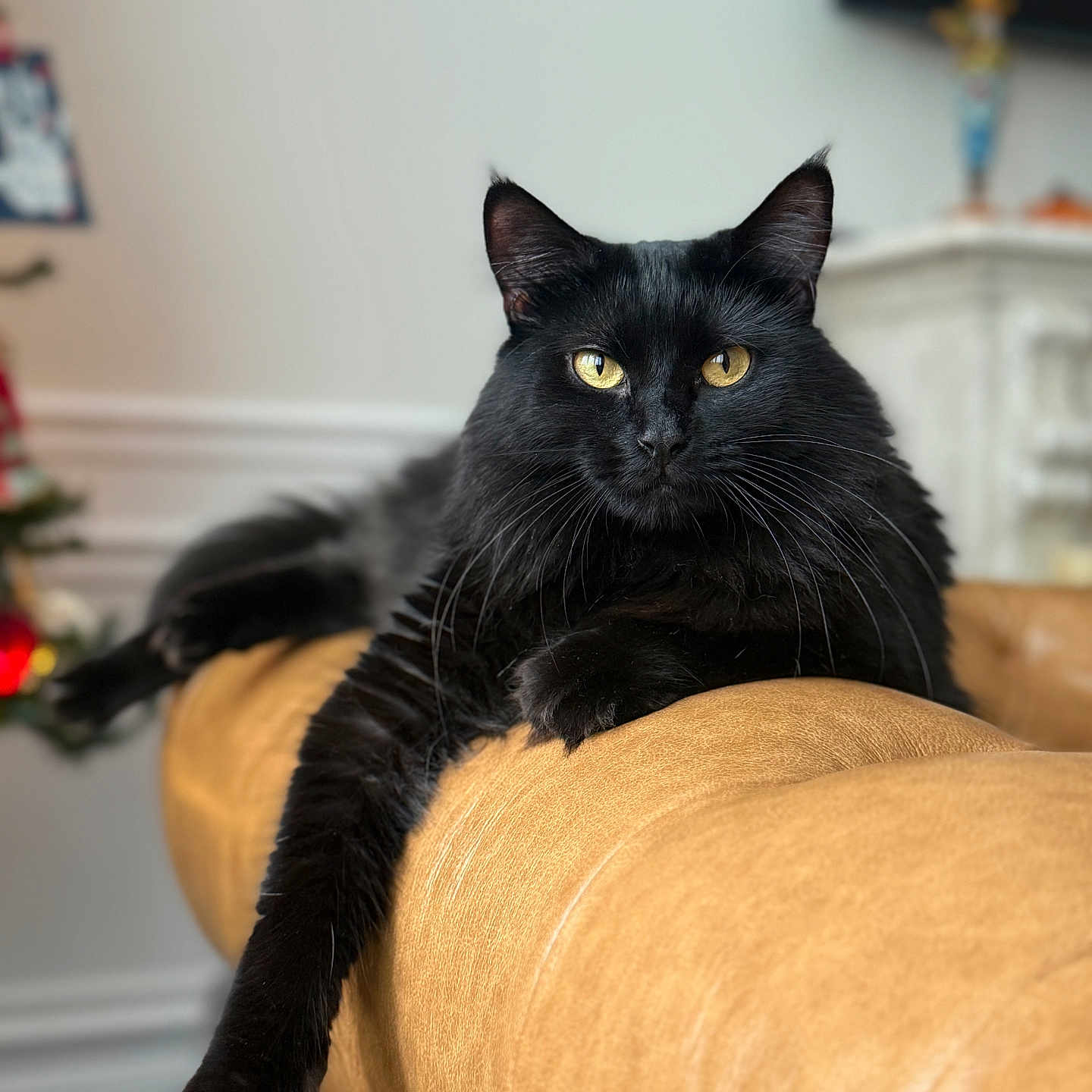 Sweet Pea