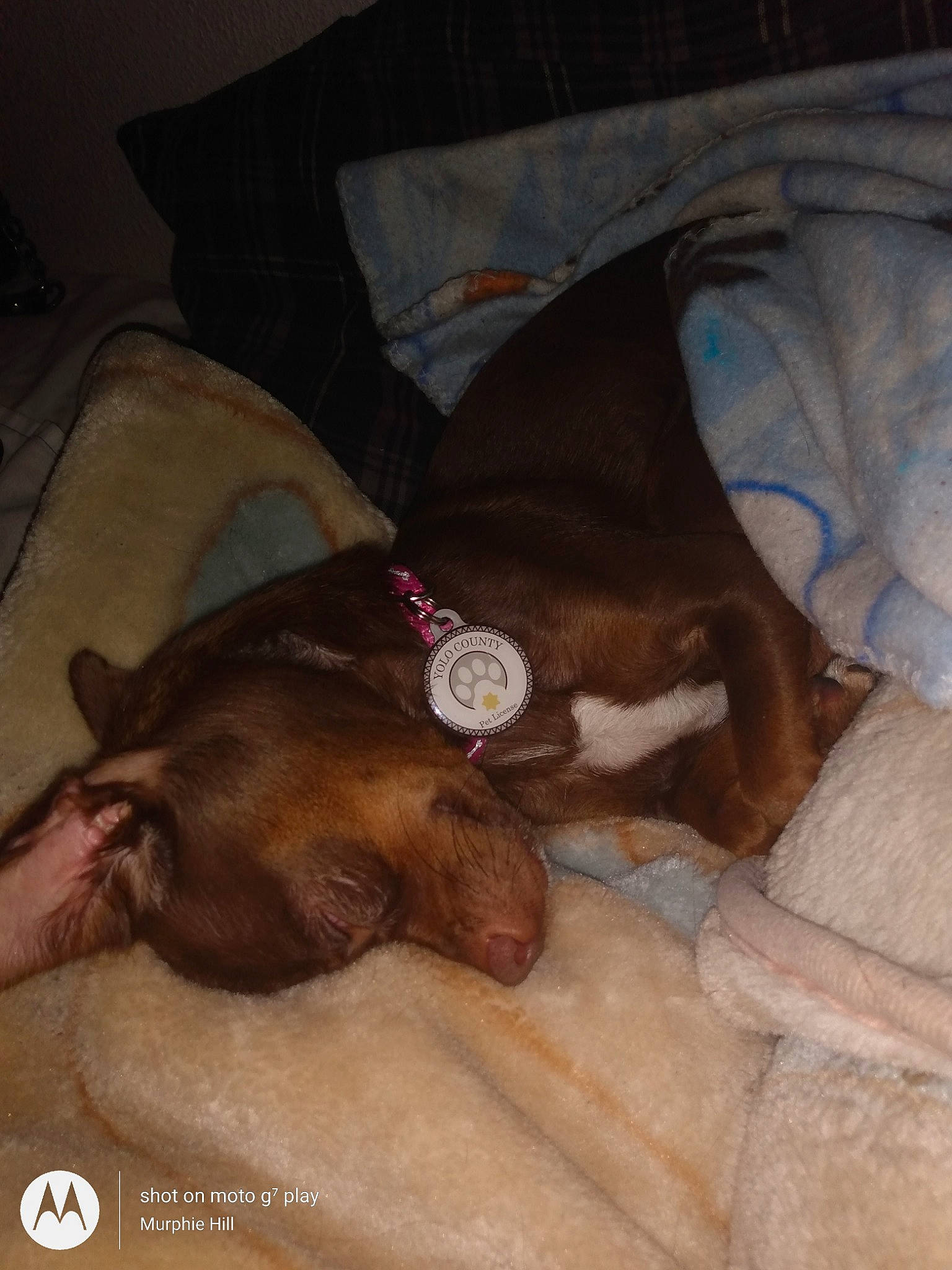 Kisses is registered to the contest to win money with this photo: brown, canidae, carnivore, comfort, companion_dog, couch, dog, dog_breed, dog_supply, fawn, fur, linens, liver, nap, non_sporting_group, pet_supply, sleep, sporting_group, whiskers, working_animal