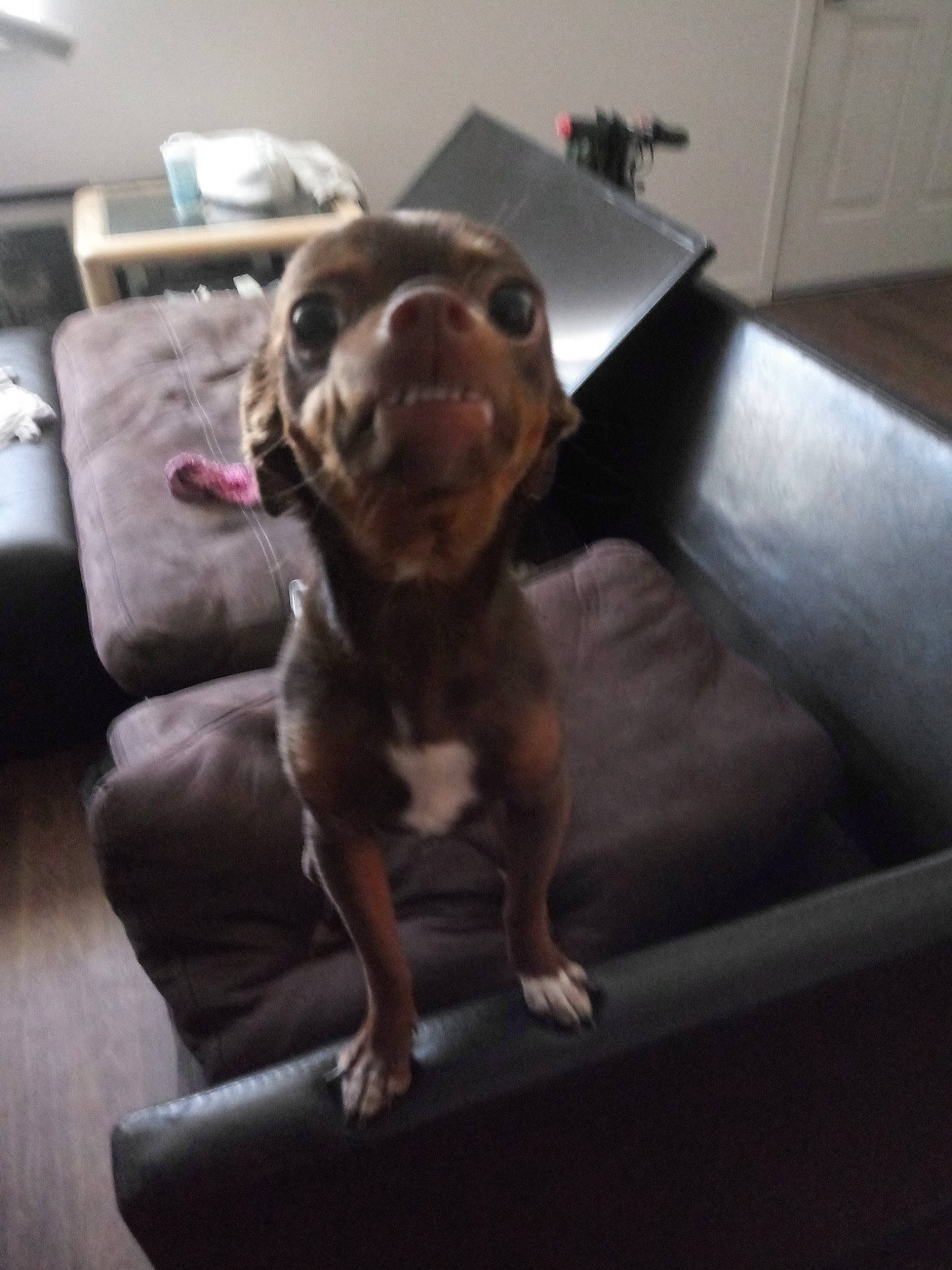 Kisses is registered to the contest to win money with this photo: art, bronze, bronze_sculpture, carnivore, comfort, companion_dog, couch, dog, dog_breed, felidae, flooring, guard_dog, hardwood, liver, metal, sculpture, toy_dog, whiskers, wood, working_animal