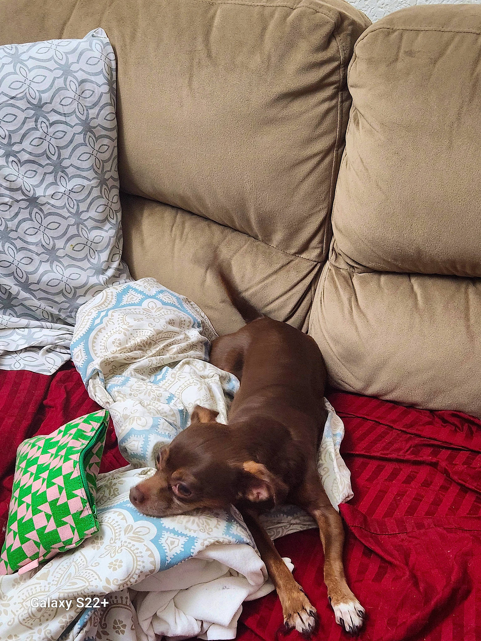 Kisses is registered to the contest to win money with this photo: bedding, brown, carnivore, comfort, companion_dog, couch, dog, dog_breed, fawn, flooring, hardwood, linens, liver, living_room, pillow, room, sporting_group, studio_couch, throw_pillow, working_animal