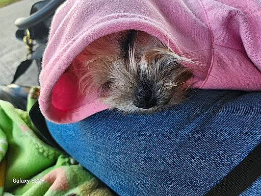 Yoda is registered to the contest to win money with this photo: canidae, carnivore, comfort, companion_dog, dog, dog_breed, fawn, felidae, fur, liver, nap, paw, puppy, shih_tzu, small_terrier, snout, sporting_group, terrier, toy_dog, whiskers