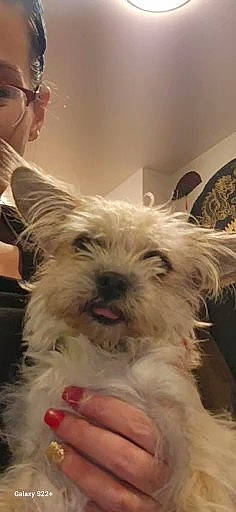 Yoda joined the competition — help win amazing prizes! canidae, carnivore, companion_dog, dog, dog_breed, ear, eyewear, fawn, fur, glasses, happy, maltepoo, non_sporting_group, small_terrier, snout, sporting_group, terrier, toy_dog, whiskers, working_animal