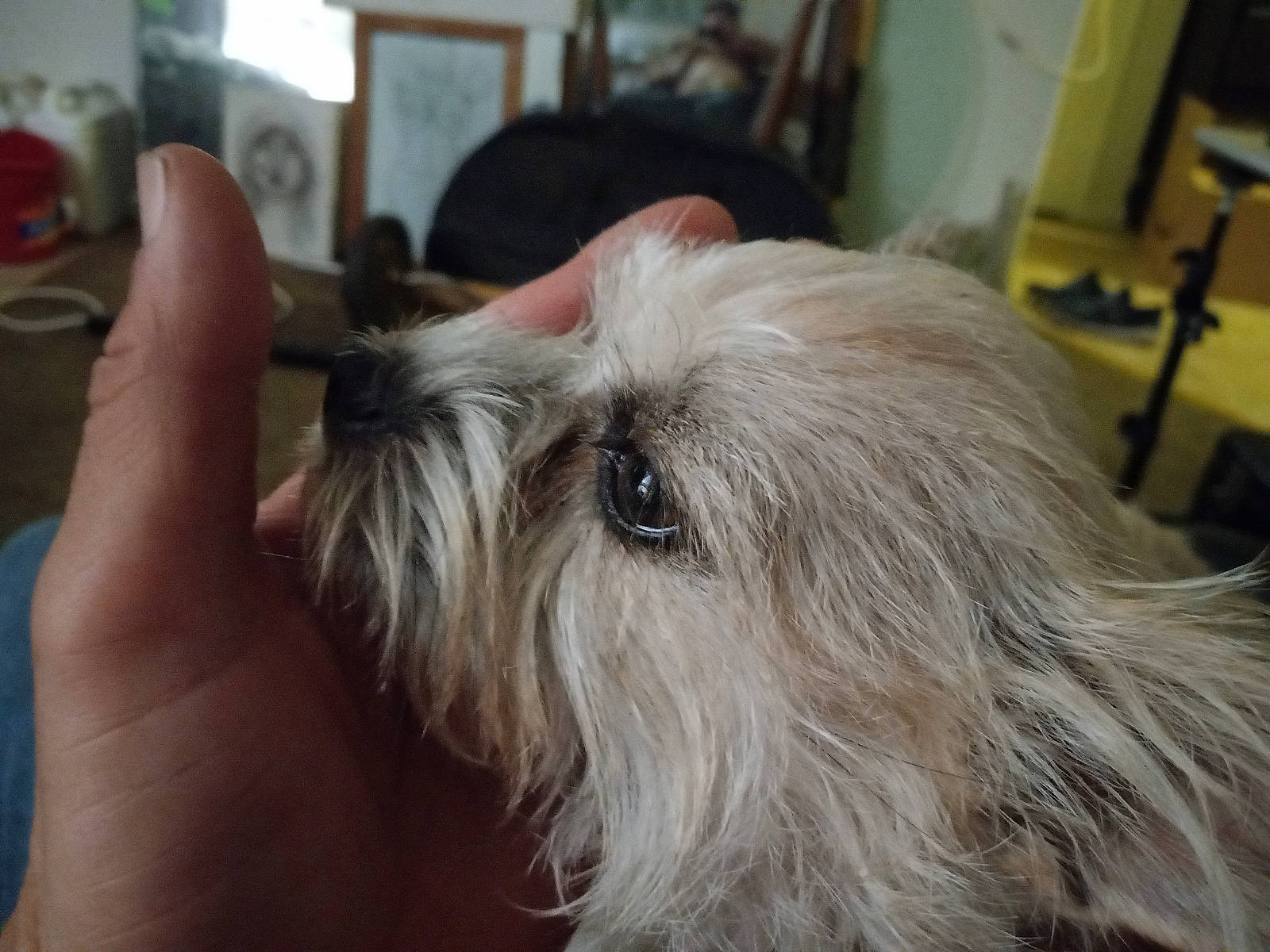 Yoda is registered to the contest to win money with this photo: bearded_collie, canidae, carnivore, companion_dog, dog, dog_breed, ear, eye, fur, liver, maltepoo, picture_frame, shih_poo, small_terrier, snout, sporting_group, terrier, toy_dog, whiskers, working_animal