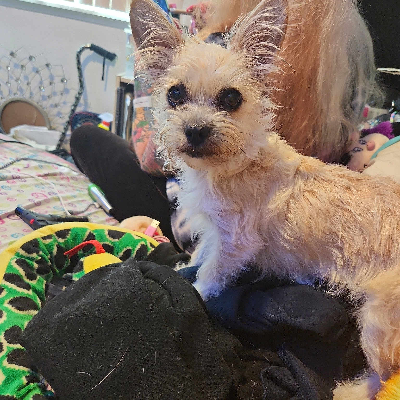 Yoda
