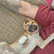 Bulle participe au concours pour gagner de l'argent avec cette photo : dog, pet, sleeping, relaxed, upside_down, couch, indoors, tattoo, human_arm, pink_clothing, collar, paws, belly, short_hair, tan_fur, white_fur, black_nose, portrait, cozy, funny
