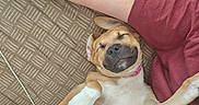 Bulle participe au concours pour gagner de l'argent avec cette photo : belly, black_nose, collar, couch, cozy, dog, funny, human_arm, indoors, paws, pet, pink_clothing, portrait, relaxed, short_hair, sleeping, tan_fur, tattoo, upside_down, white_fur