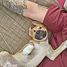 dog, pet, sleeping, relaxed, upside_down, couch, indoors, tattoo, human_arm, pink_clothing, collar, paws, belly, short_hair, tan_fur, white_fur, black_nose, portrait, cozy, funny
