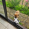 carrying, cute, dog, doorway, flowers, garden, glass_door, greenery, house, indoor, natural_light, outdoor, panda_toy, playing, puppy, roses, rural, stone_patio, stuffed_animal, tile_floor
