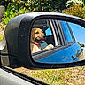 Bulle participe au concours pour gagner de l'argent avec cette photo : animal, brown_dog, car, dog, flowers, garden, greenery, happy, open_window, outdoor, paw, pet, portrait, reflection, road_trip, side_mirror, sunlight, tongue, vehicle, yellow_flowers