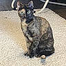 Nugget is registered to the contest to win money with this photo: cat, tortoiseshell, sitting, indoor, curious, green_eyes, fur_pattern, mask_like_face, rug, textured_rug, floor, furniture_leg, pet, animal, domestic_cat, whiskers, ears, alert, seated, looking