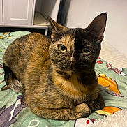 Nugget is registered to the contest to win money with this photo: cat, tortoiseshell, pet, animal, feline, green_eyes, lying_down, blanket, indoor, cozy, colorful, patterned_blanket, cute, fur, whiskers, ears, resting, looking_at_camera, domestic_cat, relaxed