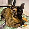 cat, tortoiseshell, pet, animal, feline, green_eyes, lying_down, blanket, indoor, cozy, colorful, patterned_blanket, cute, fur, whiskers, ears, resting, looking_at_camera, domestic_cat, relaxed