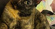 Nugget joined the competition — help win amazing prizes! cat, tortoiseshell, pet, animal, indoor, feline, cute, curious, eyes, fur, whiskers, ears, resting, blanket, stuffed_animal, colorful, cozy, closeup, portrait, home