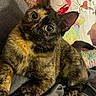 cat, tortoiseshell, pet, animal, indoor, feline, cute, curious, eyes, fur, whiskers, ears, resting, blanket, stuffed_animal, colorful, cozy, closeup, portrait, home