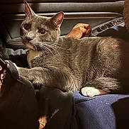 Moon joined the competition — help win amazing prizes! cat, gray_cat, white_paws, pet, indoor, car_interior, lap, human_hand, feline, fur, whiskers, relaxing, cozy, warm_light, car_door, window_controls, close_up, domestic_animal, resting, companion