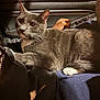 cat, gray_cat, white_paws, pet, indoor, car_interior, lap, human_hand, feline, fur, whiskers, relaxing, cozy, warm_light, car_door, window_controls, close_up, domestic_animal, resting, companion