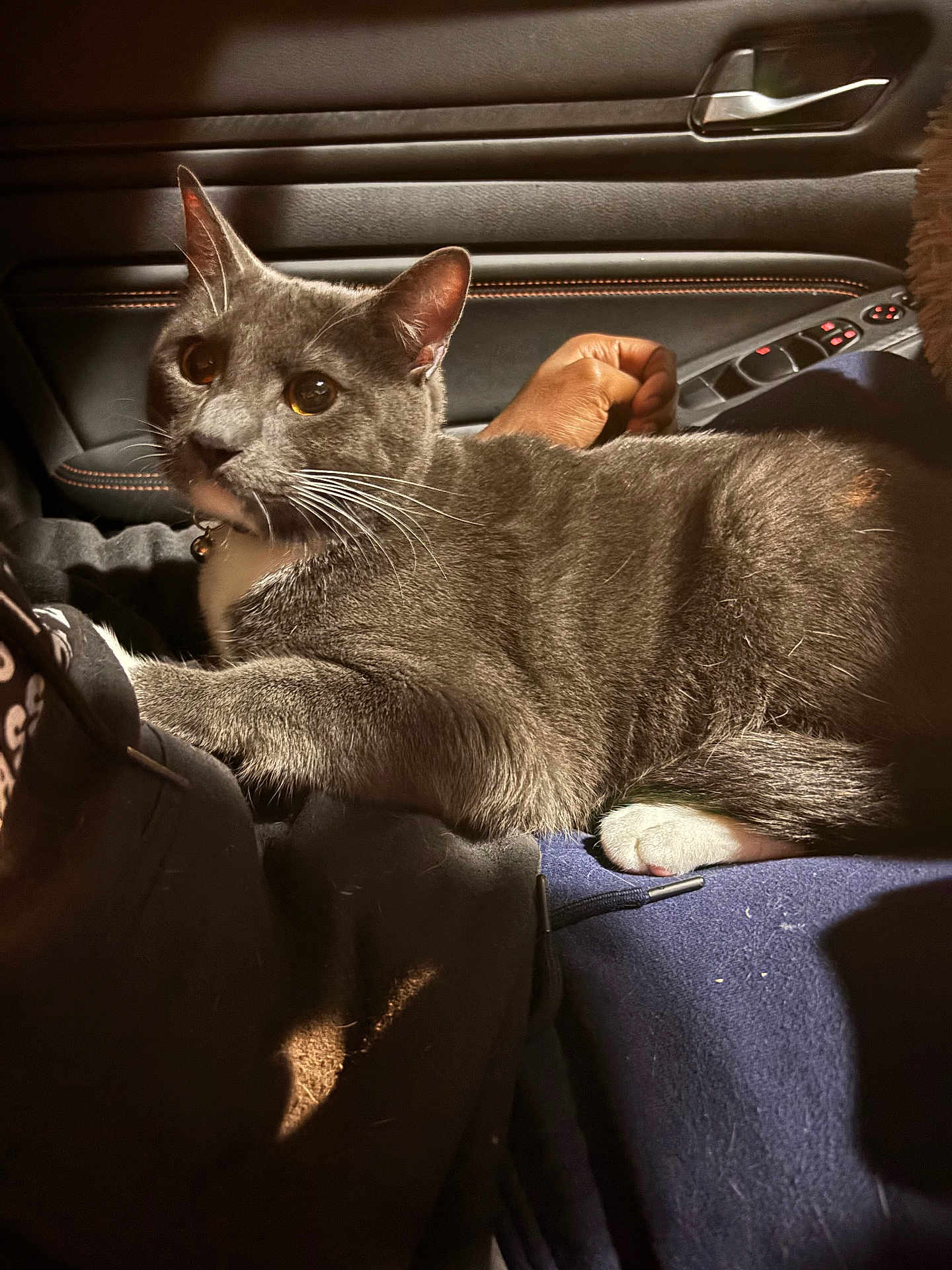 Moon joined the competition — help win amazing prizes! cat, gray_cat, white_paws, pet, indoor, car_interior, lap, human_hand, feline, fur, whiskers, relaxing, cozy, warm_light, car_door, window_controls, close_up, domestic_animal, resting, companion