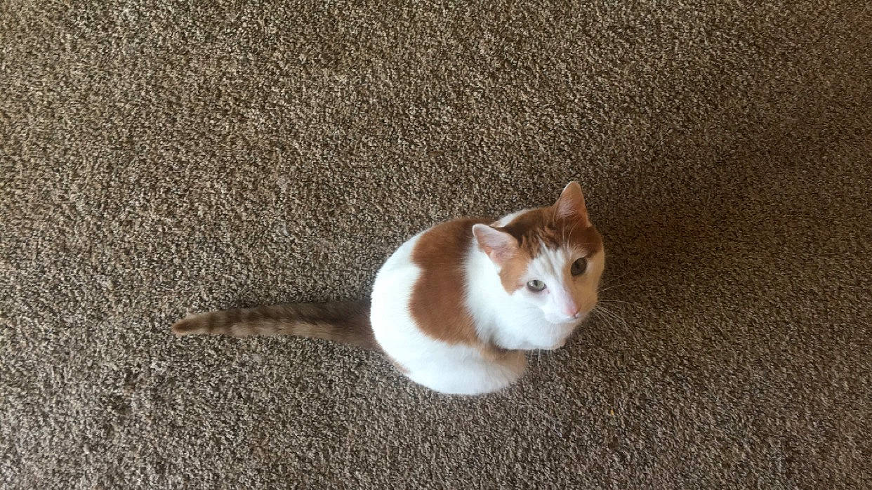 Jimeny Cricket is registered to the contest to win money with this photo: asphalt, canidae, carnivore, cat, domestic_short_haired_cat, fawn, felidae, flooring, fur, paw, small_to_medium_sized_cats, snout, tail, terrestrial_animal, whiskers, wildlife, wood