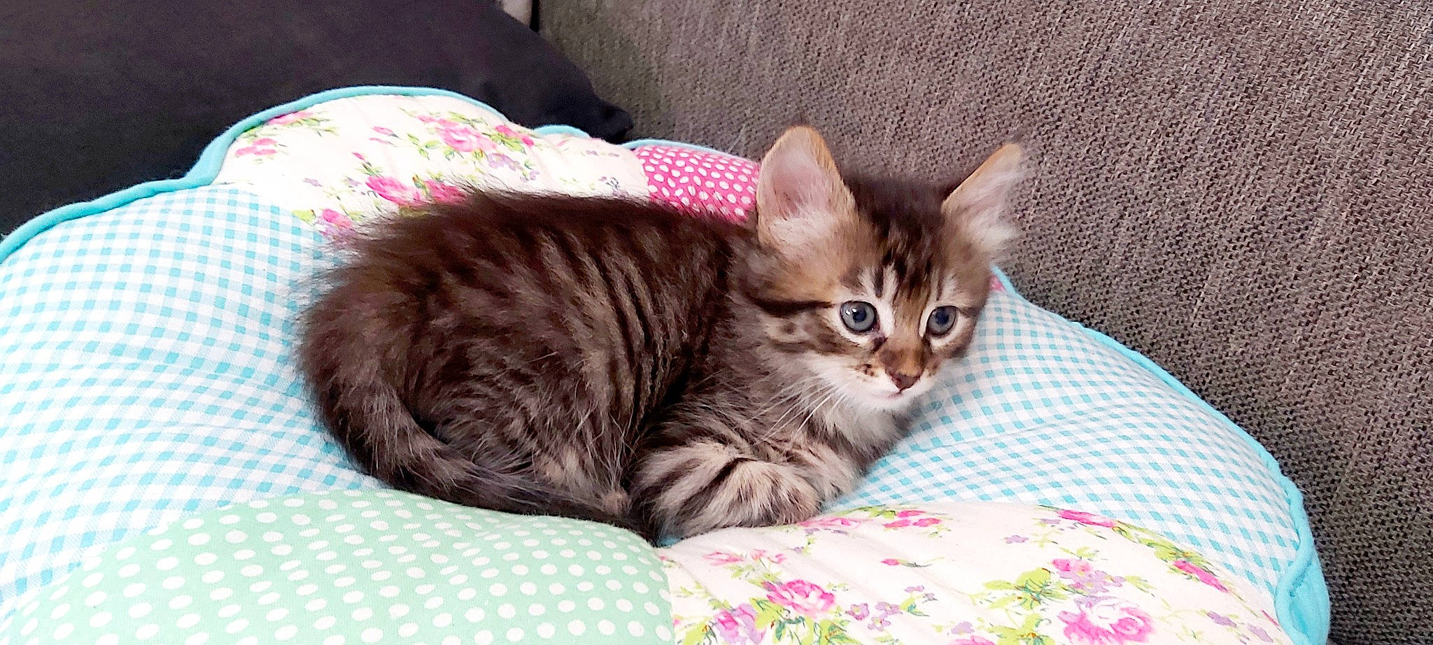 Grigri participe au concours pour gagner de l'argent avec cette photo : bed, carnivore, cat, cat_bed, cat_supply, comfort, domestic_short_haired_cat, fawn, felidae, fur, linens, nap, paw, pet_supply, small_to_medium_sized_cats, tail, whiskers