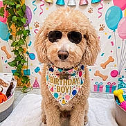 Oakley joined the competition — help win amazing prizes! balloons, bandana, birthday, celebration, colorful, cute, decorations, dog, dog_toy, festive, fluffy, gift_boxes, golden_doodle, indoor, party_hats, paw_prints, pet, plant, sunglasses, toys