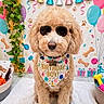 balloons, bandana, birthday, celebration, colorful, cute, decorations, dog, dog_toy, festive, fluffy, gift_boxes, golden_doodle, indoor, party_hats, paw_prints, pet, plant, sunglasses, toys