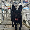dog, black_dog, dock, marina, boats, wooden_planks, outdoor, pet, canine, tongue_out, collar, water, pier, animal, ears, walking, happy, daytime, adventure, vessel