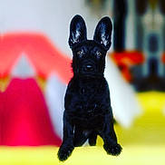 Romy participe au concours pour gagner de l'argent avec cette photo : puppy, dog, black_dog, pet, animal, ears, sitting, cute, portrait, indoor, blurred_background, yellow_surface, young_dog, alert, eyes, fur, mammal, canine, domestic_animal, adorable